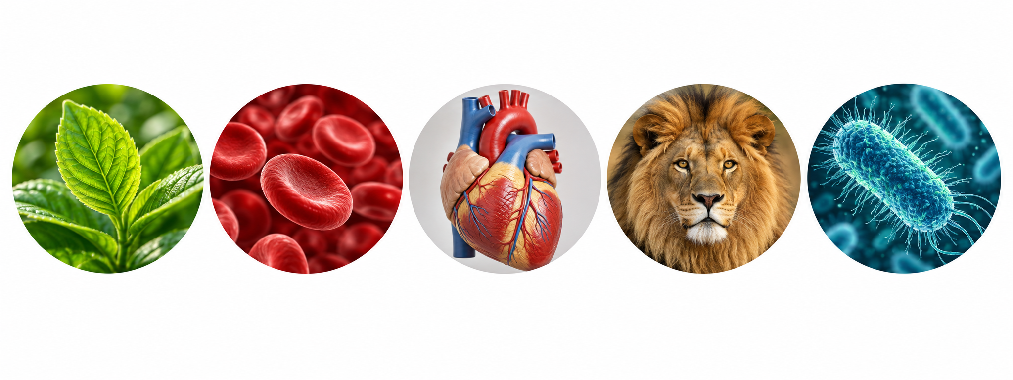 Plant, red blood cells, human heart model, lion and bacterium